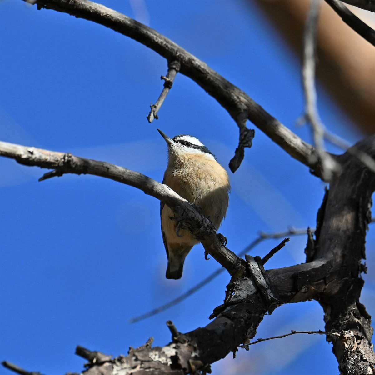 Red-breasted Nuthatch - ML528504661