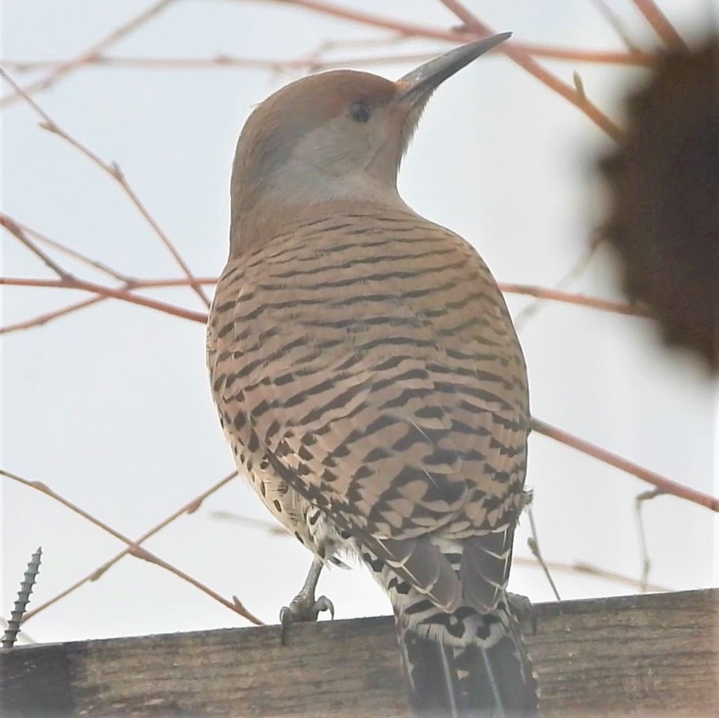 Northern Flicker (Yellow-shafted x Red-shafted) - ML528505961