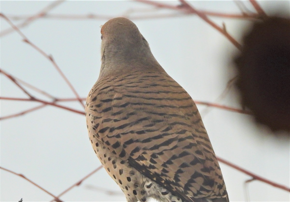Northern Flicker (Yellow-shafted x Red-shafted) - ML528506481