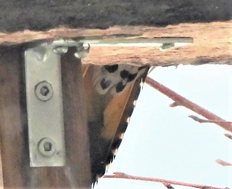 Northern Flicker (Yellow-shafted x Red-shafted) - ML528506781