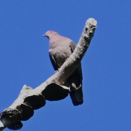 Pigeon à bec noir - ML528506811