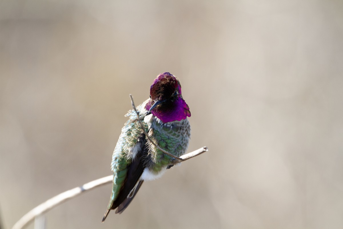 Anna's Hummingbird - ML528507161
