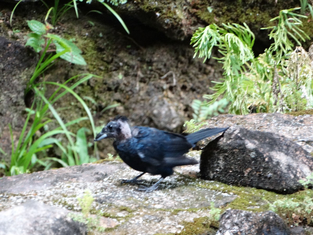 Ruby-crowned Tanager - ML52850841