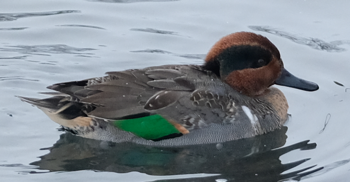 Green-winged Teal - ML528509611