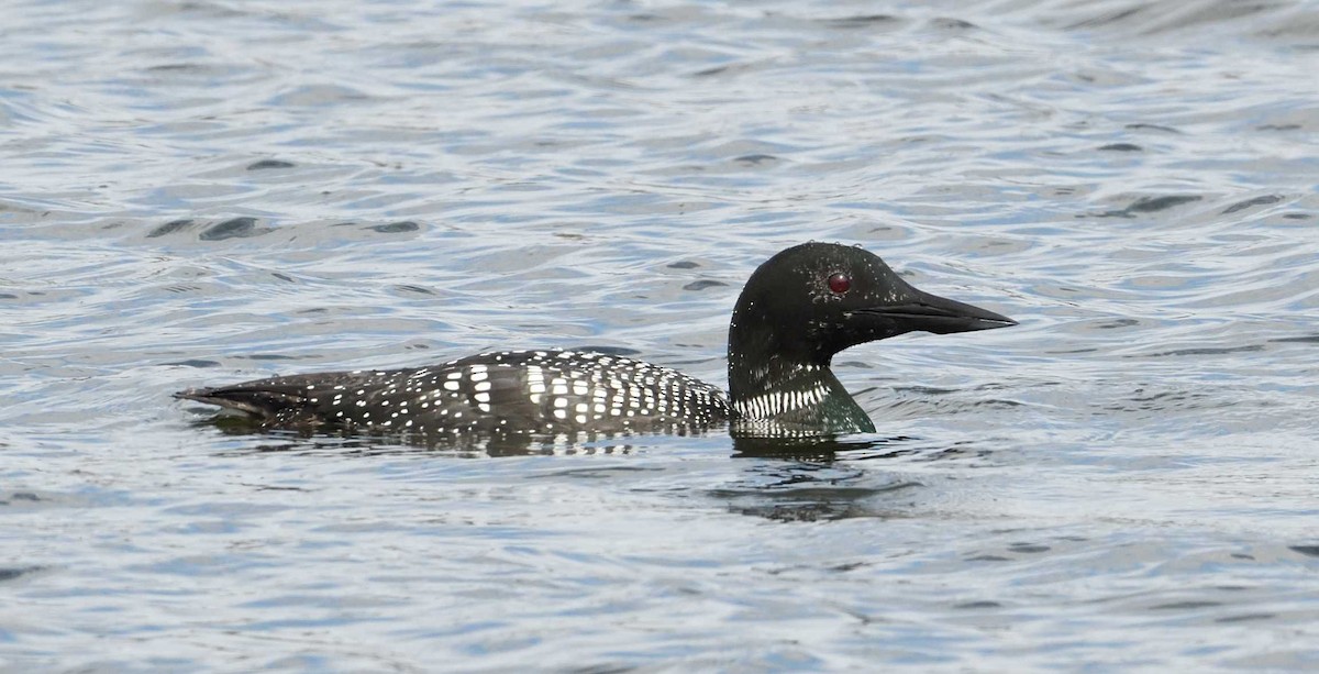 Common Loon - Barry Blust