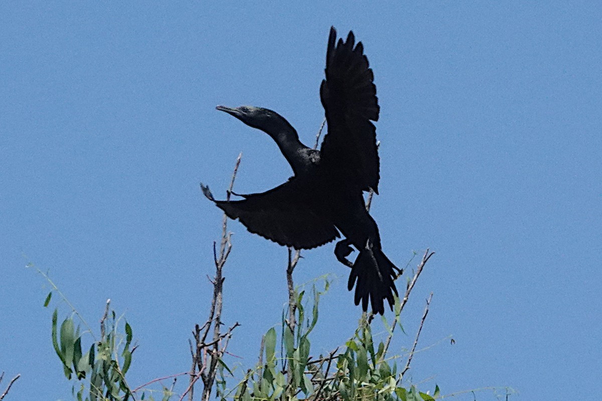 Little Black Cormorant - Peter Woodall