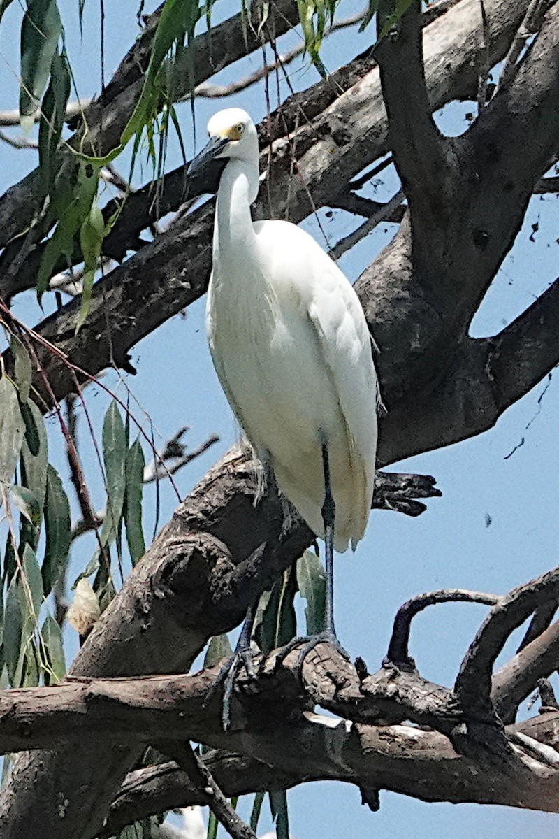 Little Egret (Australasian) - ML528510941