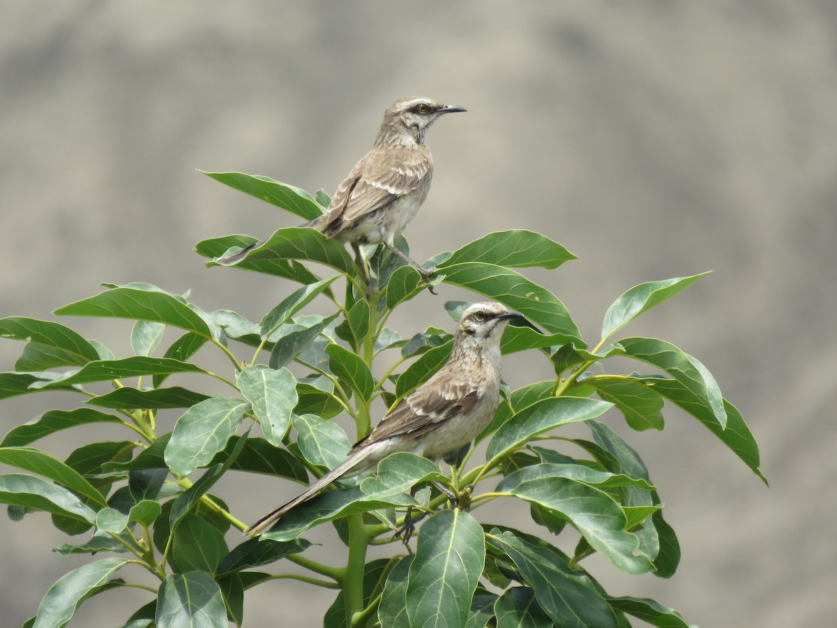 Long-tailed Mockingbird - Tim Carney