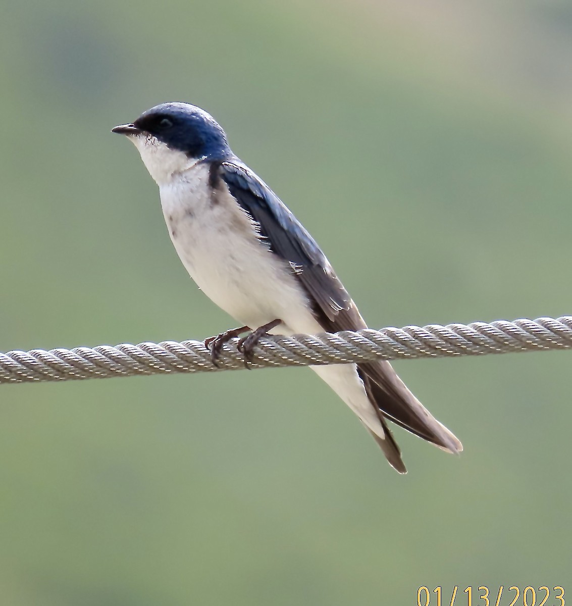 Chilean Swallow - ML528515301