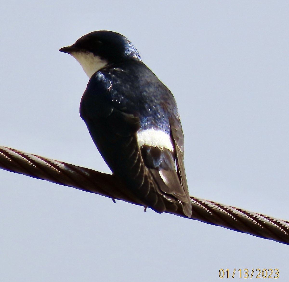 Chilean Swallow - ML528515321