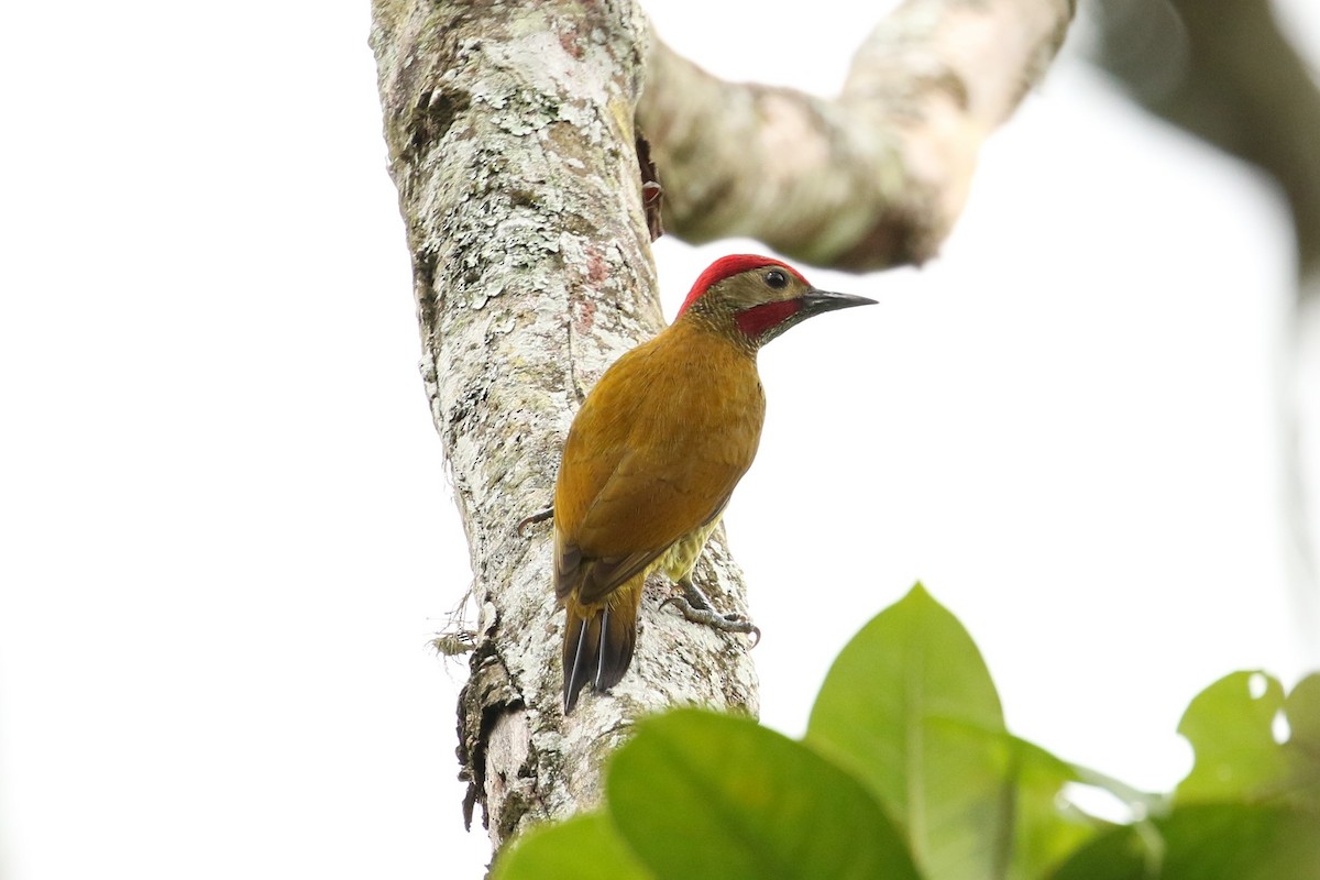 Golden-olive Woodpecker - ML528516221