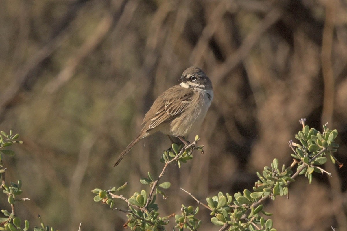Sagebrush Sparrow - ML528522321