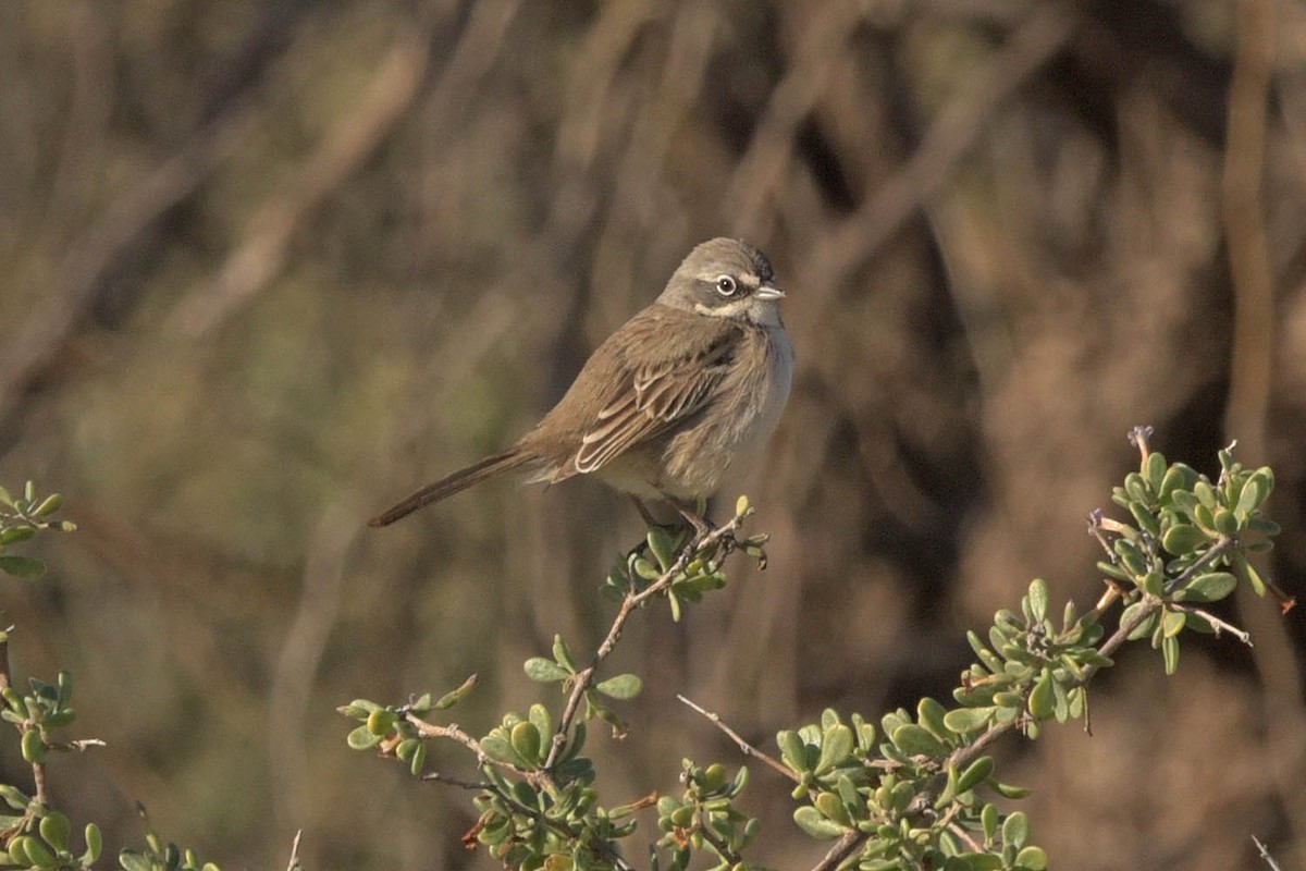 Sagebrush Sparrow - ML528522331