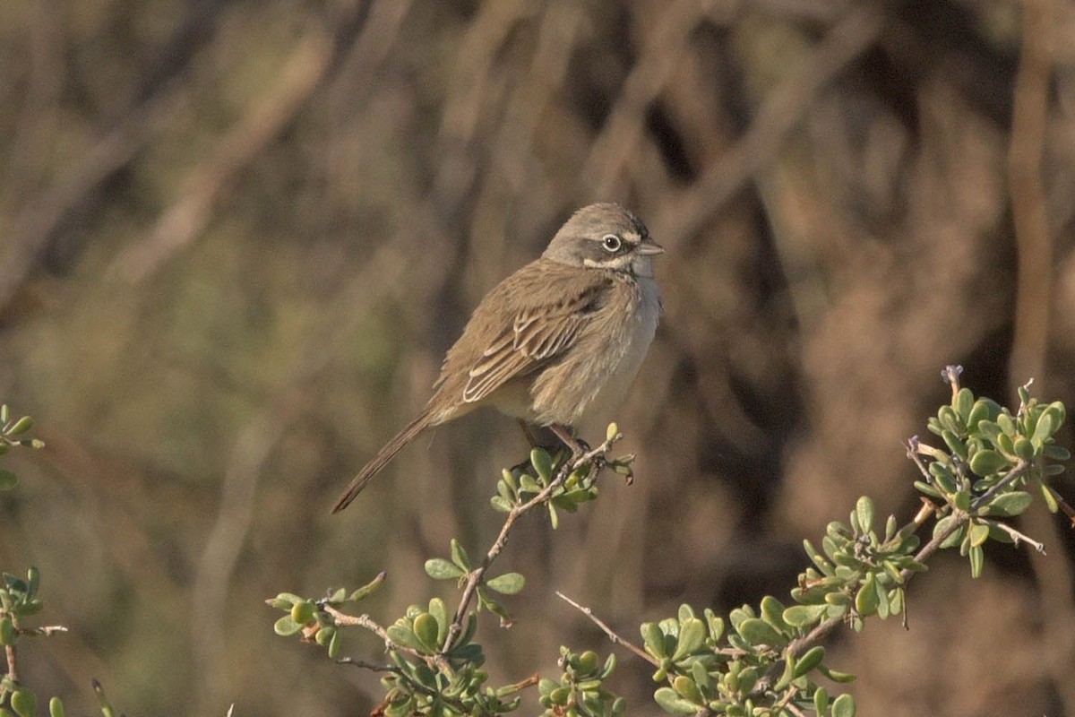 Sagebrush Sparrow - ML528522341