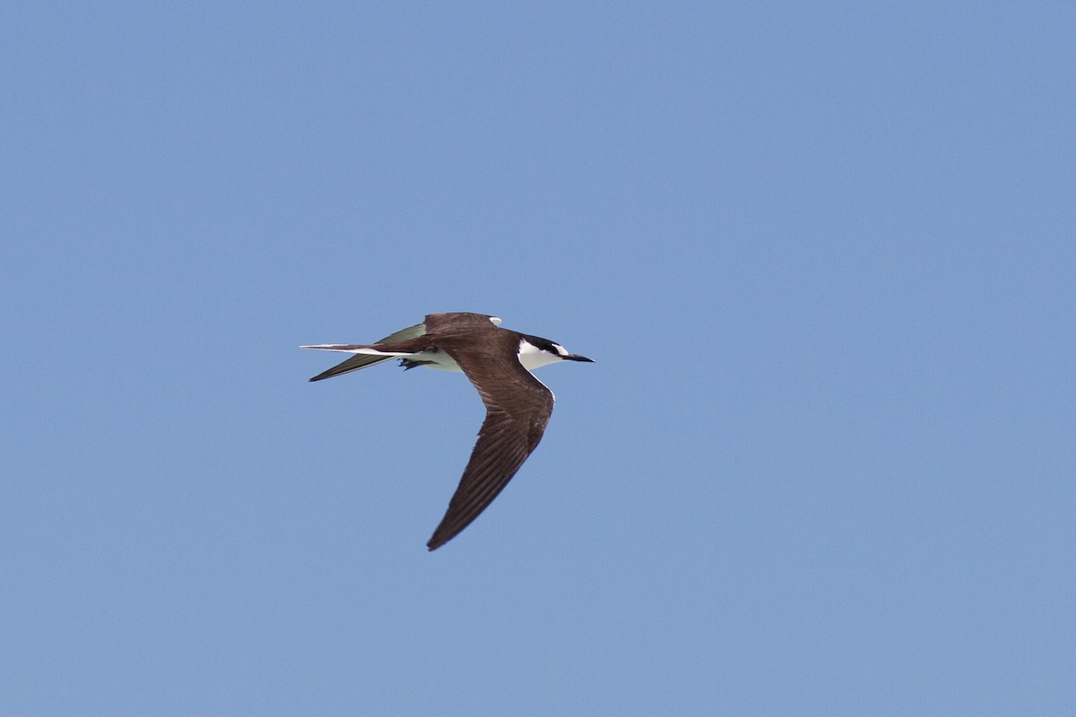 Sooty Tern - Griffin Richards