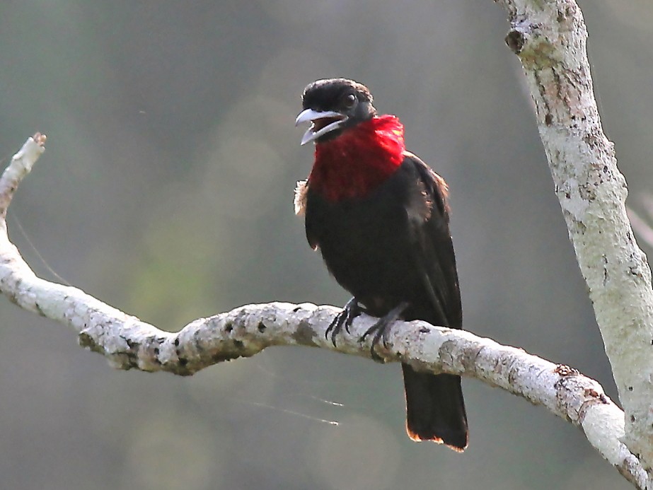 Purple-throated Fruitcrow - Jason Leifester