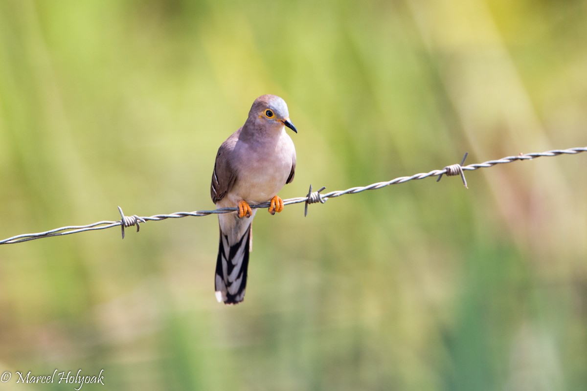 Long-tailed Ground Dove - ML528532801