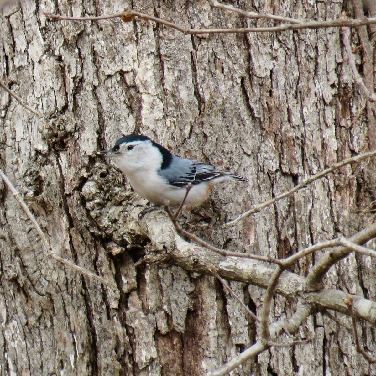 White-breasted Nuthatch - ML52853631