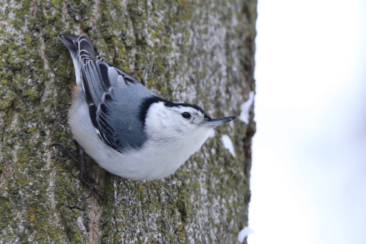 White-breasted Nuthatch - ML528536901
