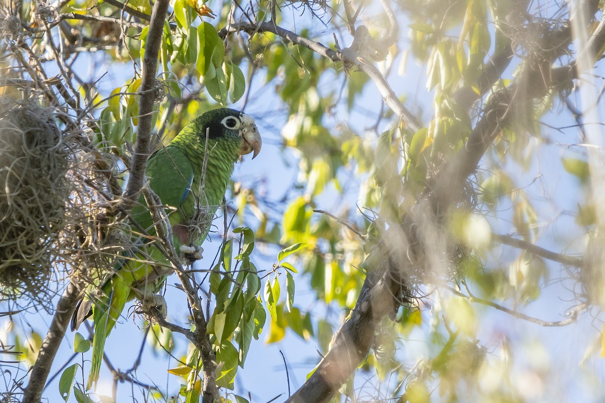Hispaniolan Parrot - ML528537671
