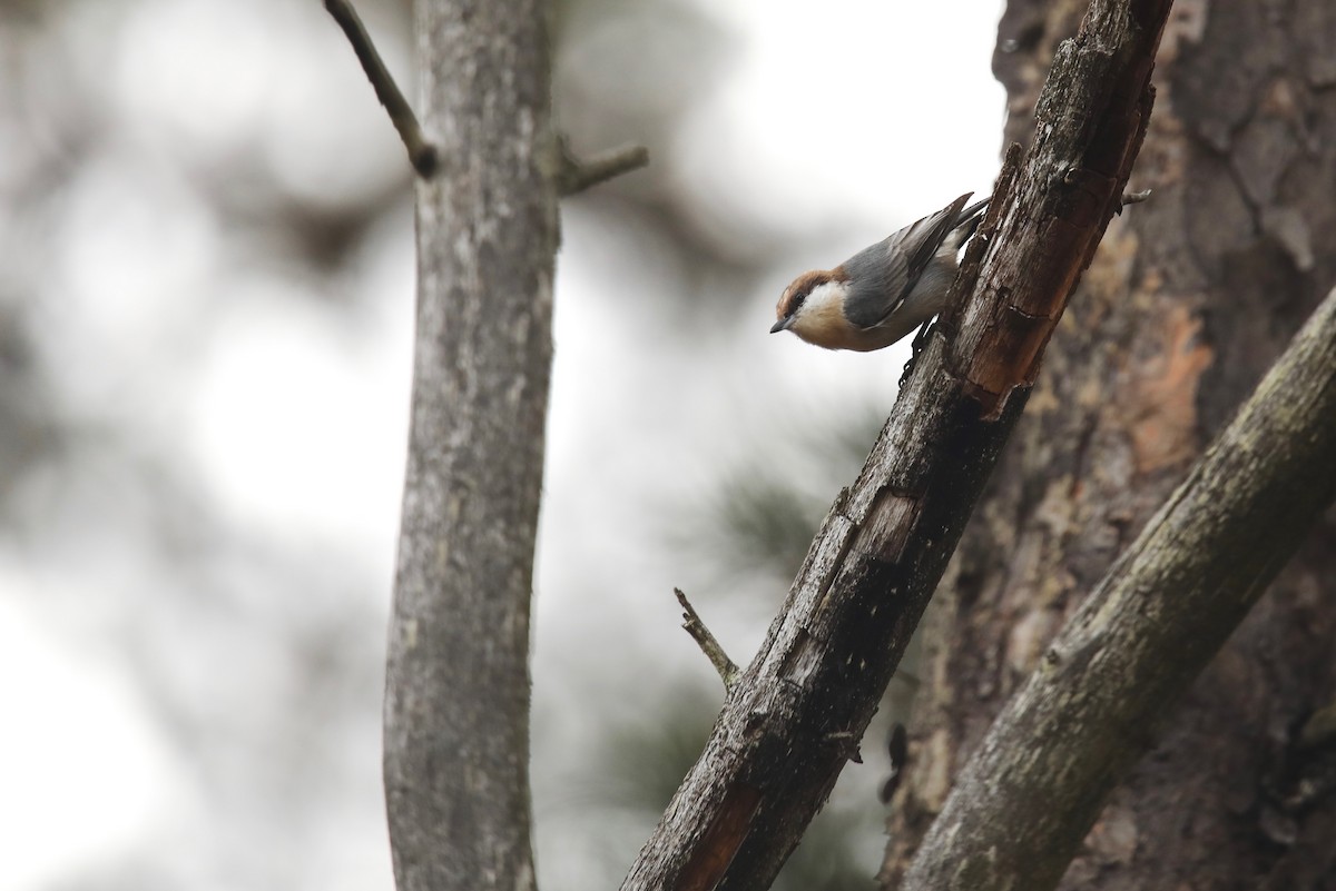 Brown-headed Nuthatch - ML528539161