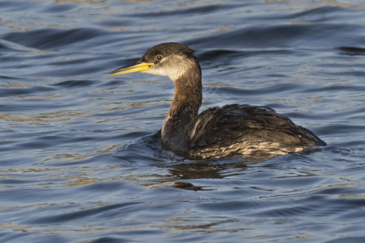 Red-necked Grebe - ML528549201