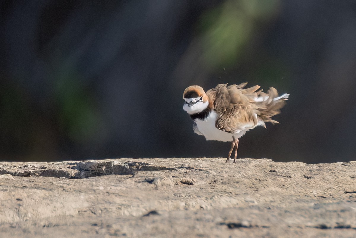 Collared Plover - ML528555991