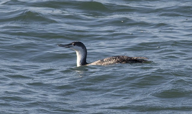 Red-throated Loon - ML52855901