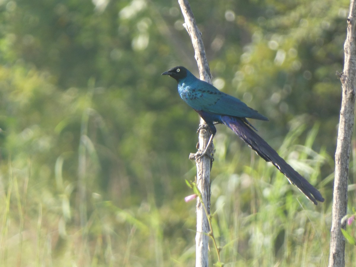 Long-tailed Glossy Starling - ML528559351