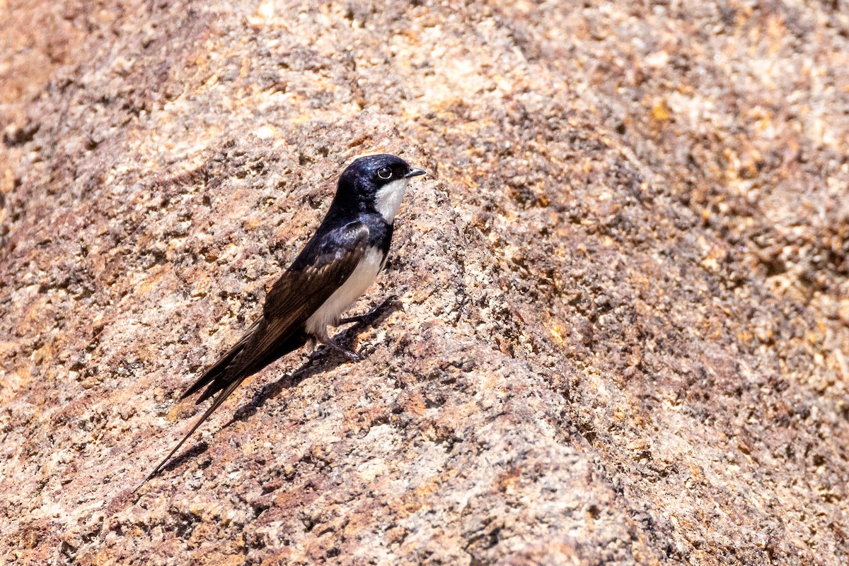 Black-collared Swallow - ML528559911