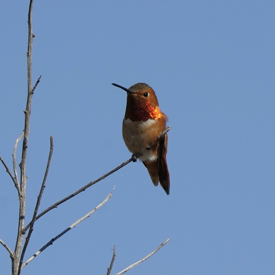Allen's Hummingbird - ML528560691