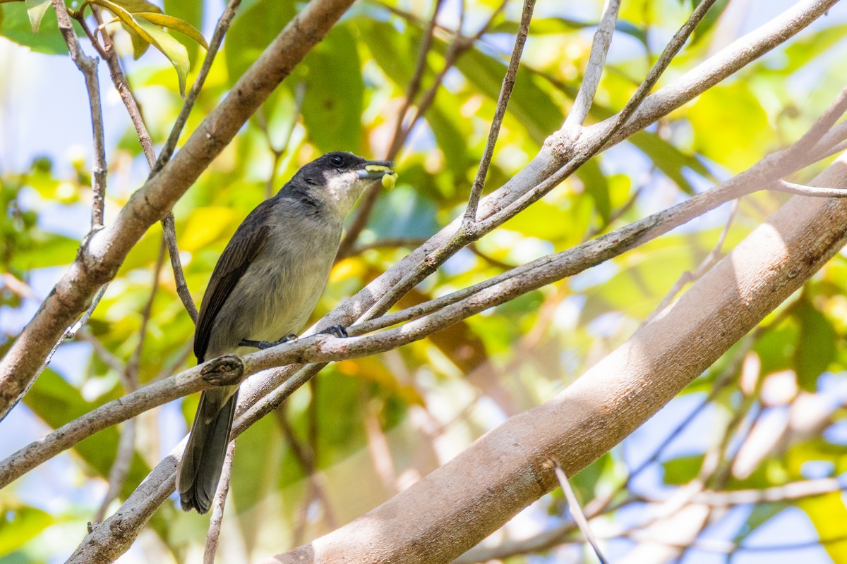 Red-shouldered Tanager - ML528560881