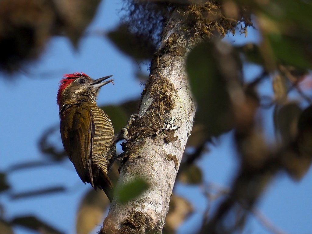 Bar-bellied Woodpecker - ML528562061