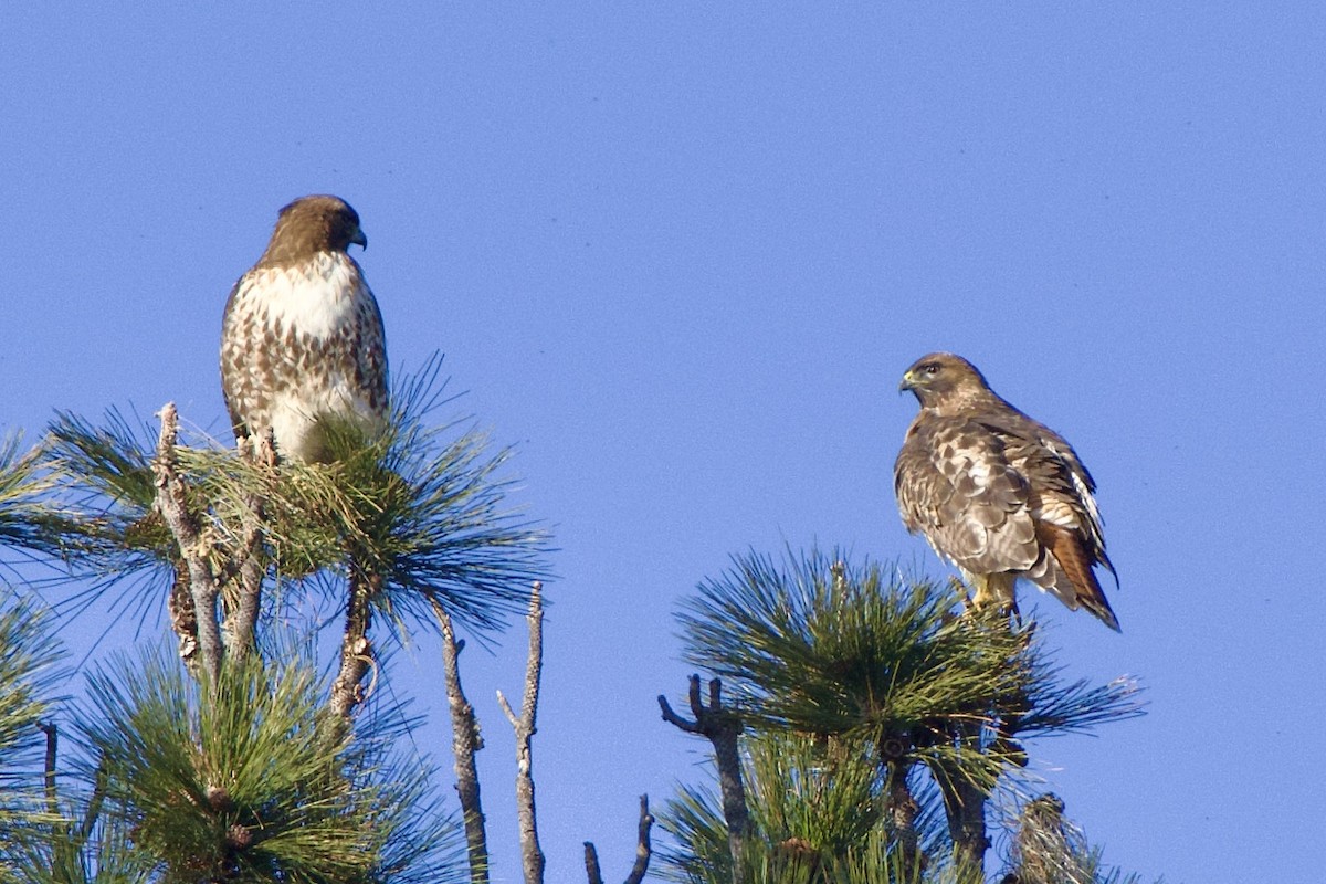 Red-tailed Hawk - ML528562641