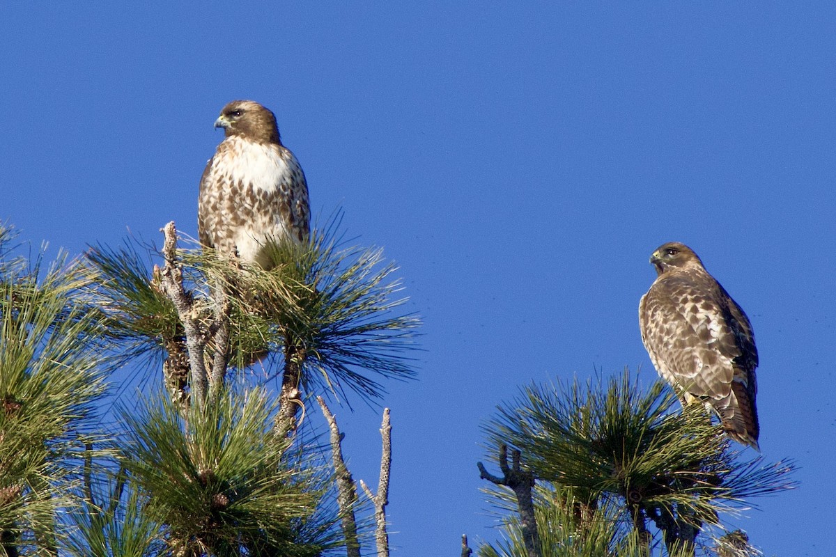 Red-tailed Hawk - ML528562871