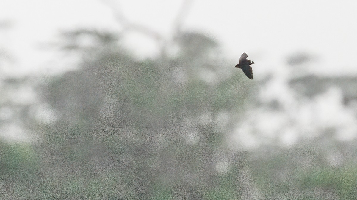 Cassin's Spinetail - ML528574381