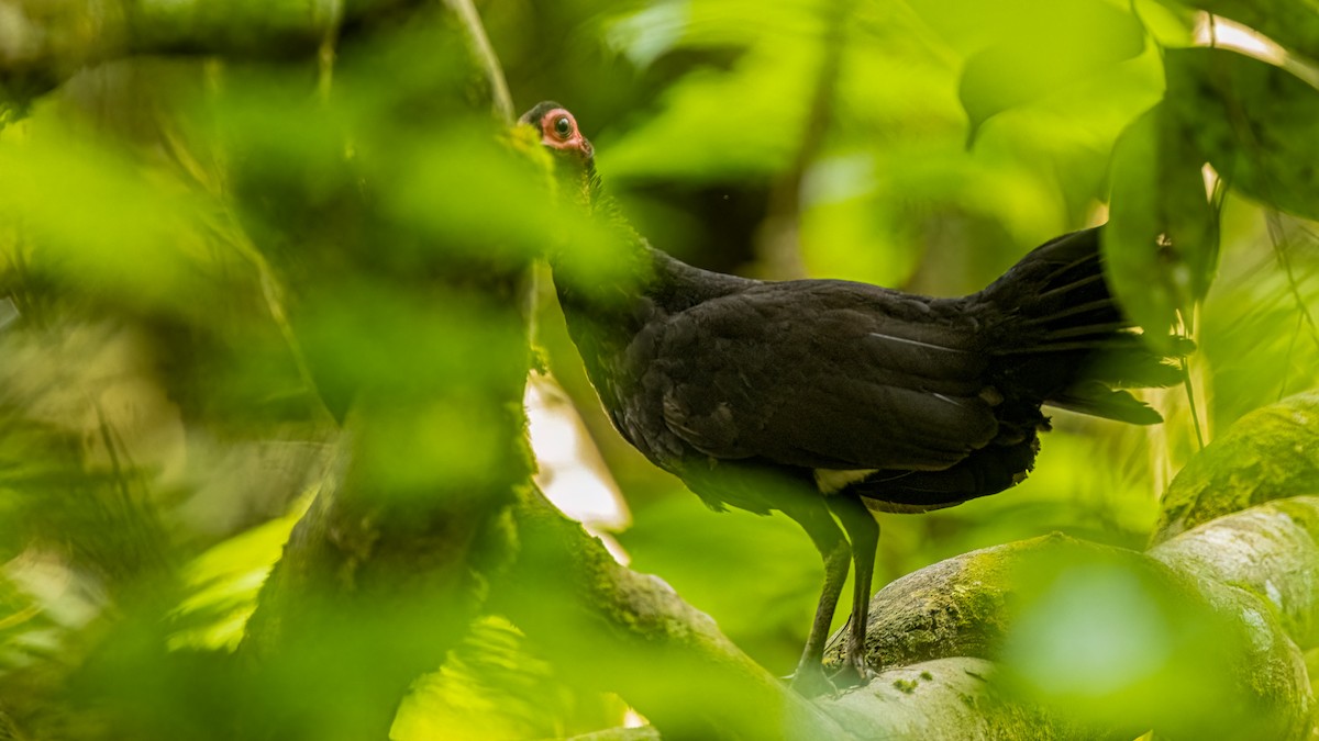 Black Guineafowl - Robert Tizard