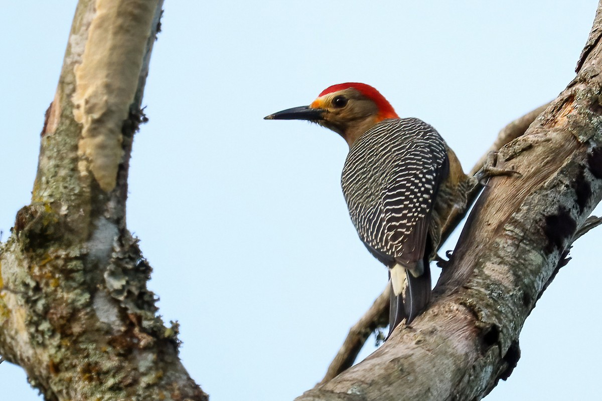 Golden-fronted Woodpecker - Jose Abelardo Sanchez