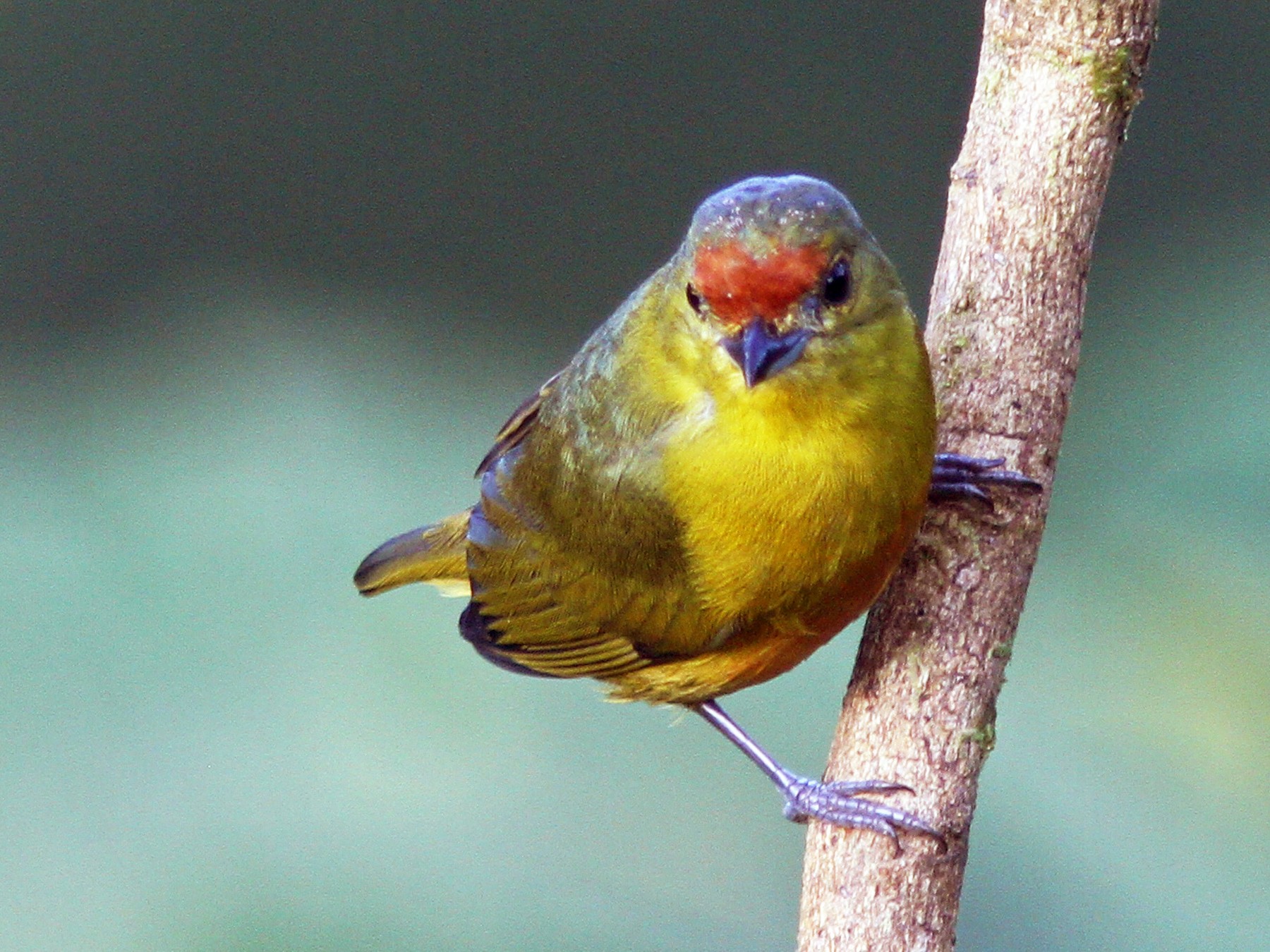 Spot-crowned Euphonia - Larry Therrien