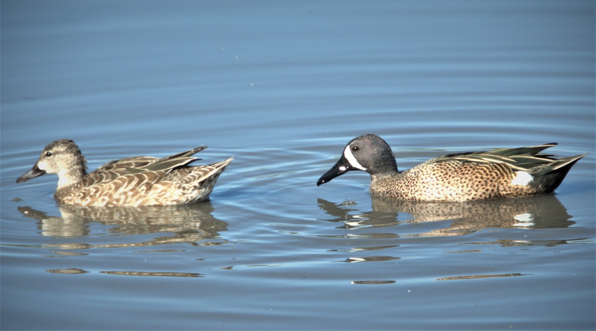 Blue-winged Teal - ML528576951