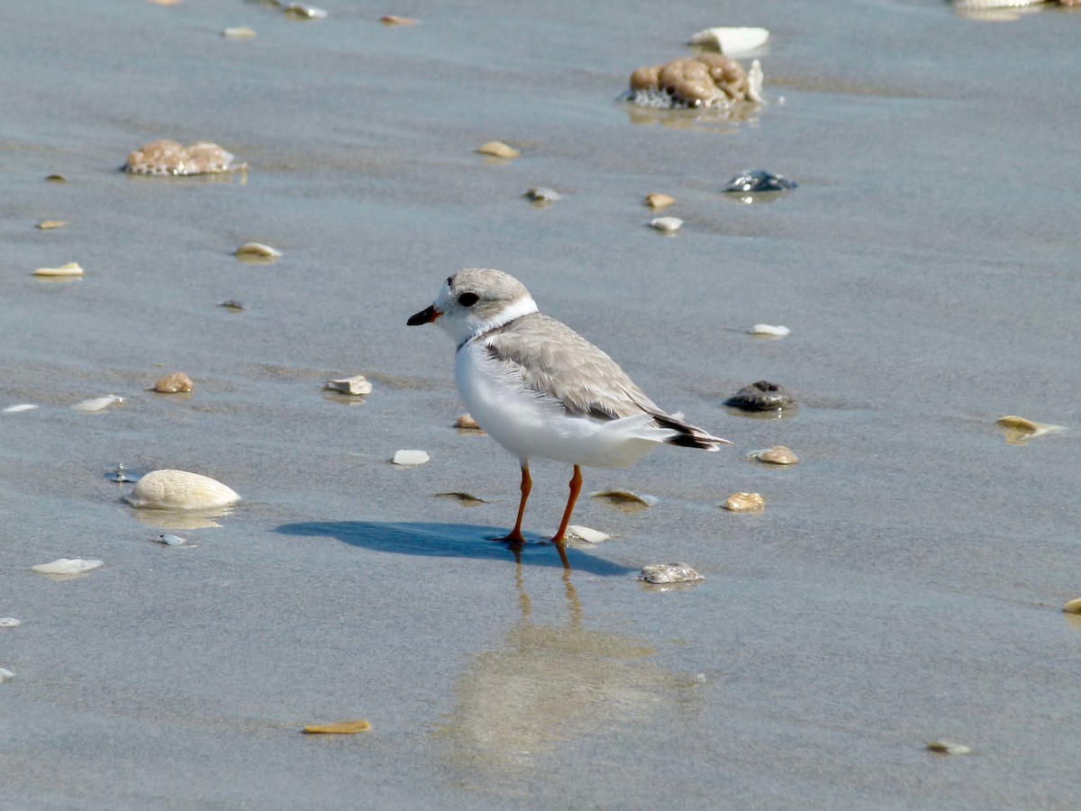 Piping Plover - Ross Bowie