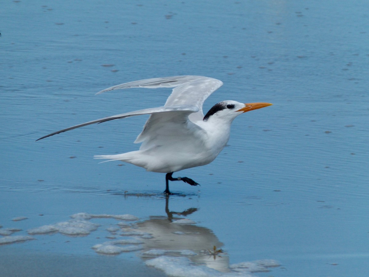 Royal Tern - Ross Bowie