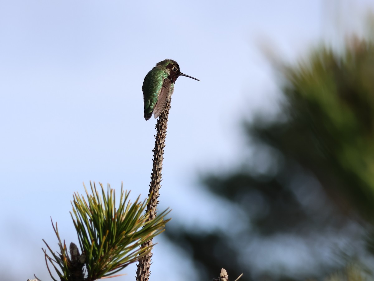 Anna's Hummingbird - ML528581611