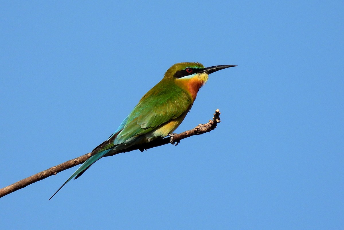 Blue-tailed Bee-eater - ML528583151
