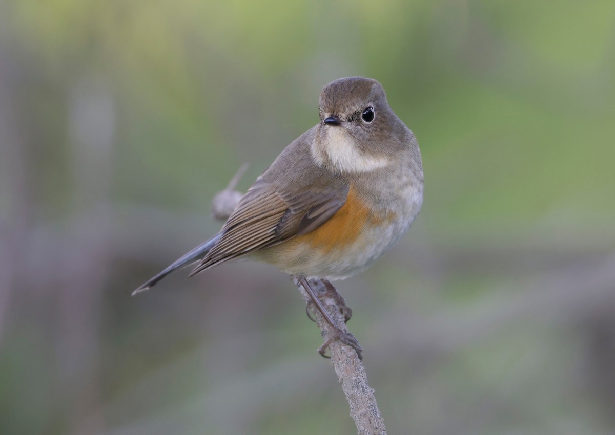 Red-flanked Bluetail - ML528587941