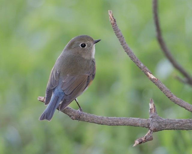 Record year for Red-flanked Bluetail in Finland - BirdGuides