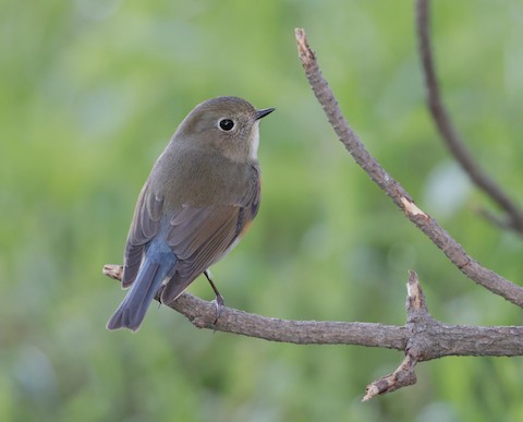 Red-flanked Bluetail - eBird