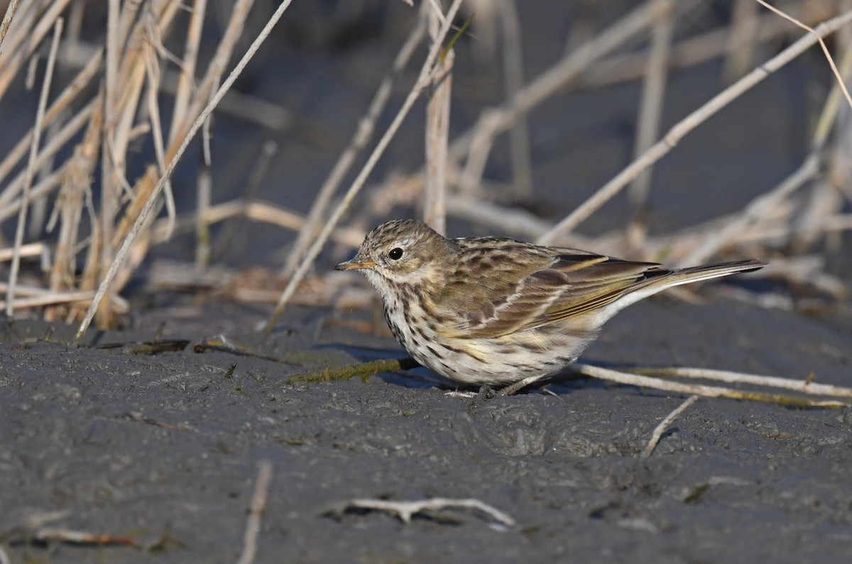 Meadow Pipit - ML528591731