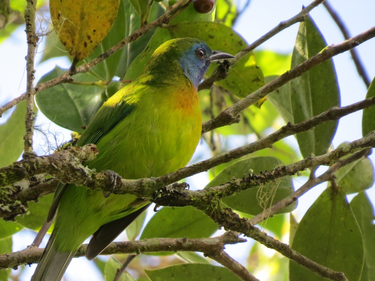 Blue-masked Leafbird - ML52859691