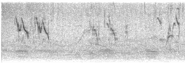 White Wagtail (Hodgson's) - ML528598401